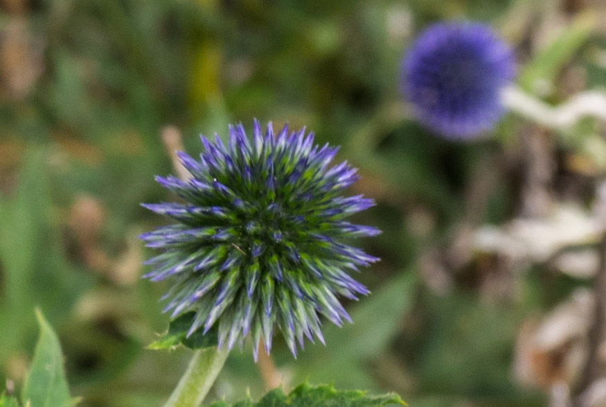 Steel Blue Globe Thistle