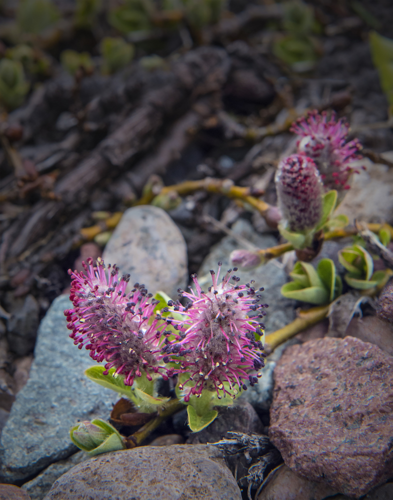 willowy pink and purple plants growing around rocks