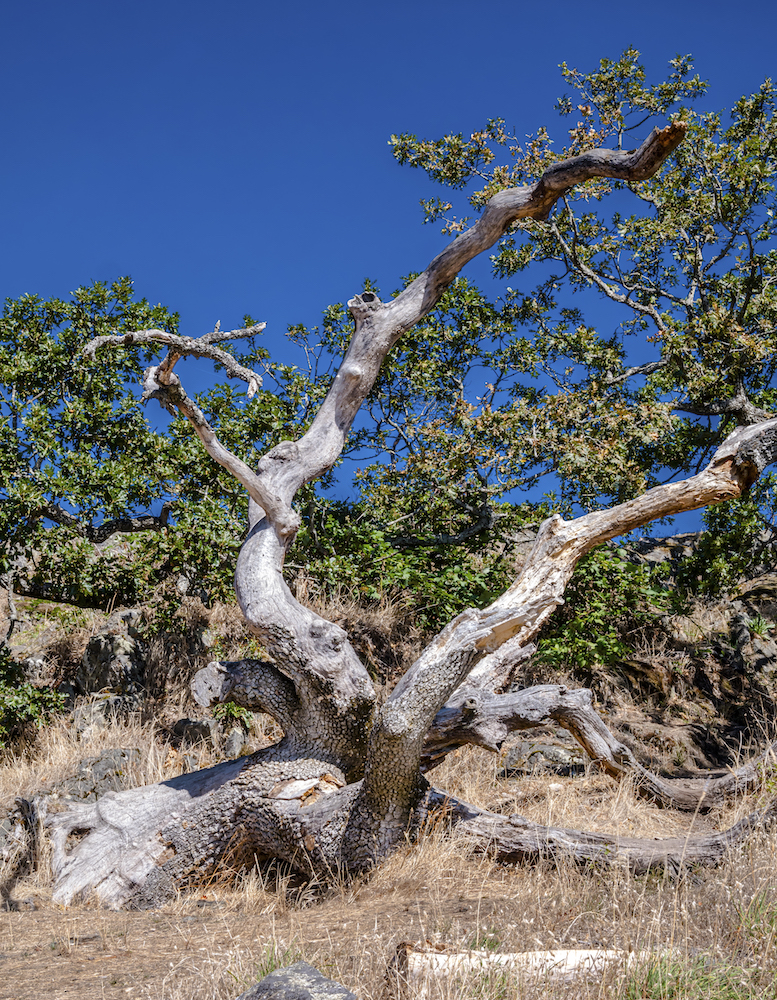 oak tree with green leaves in front of blue sky