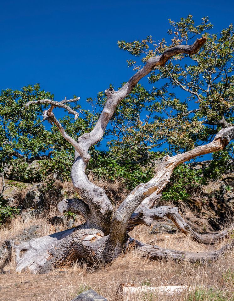 Rare Canadian Tree 15 Exotic Plants and Trees That Are Surprisingly Canadian