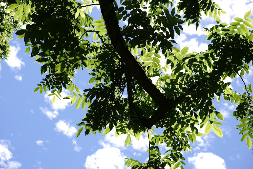 the canopy and the treetop of a Juglans cinerea tree against clouds on the blue sky