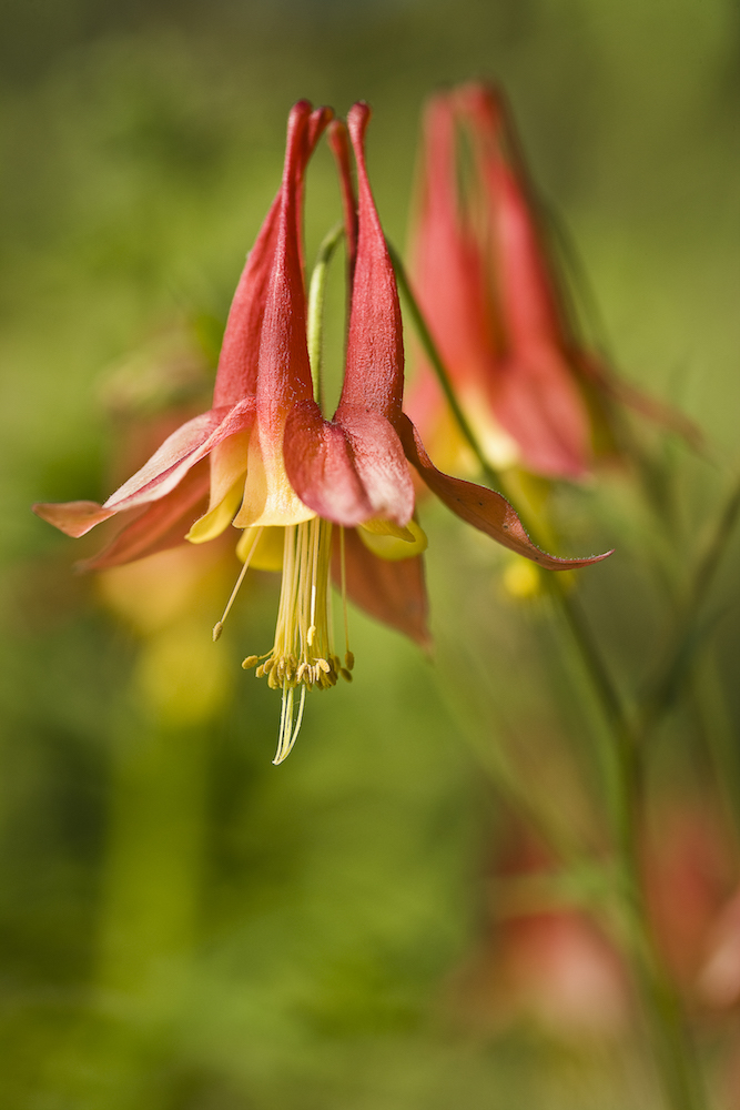 red and yellow nodding flower