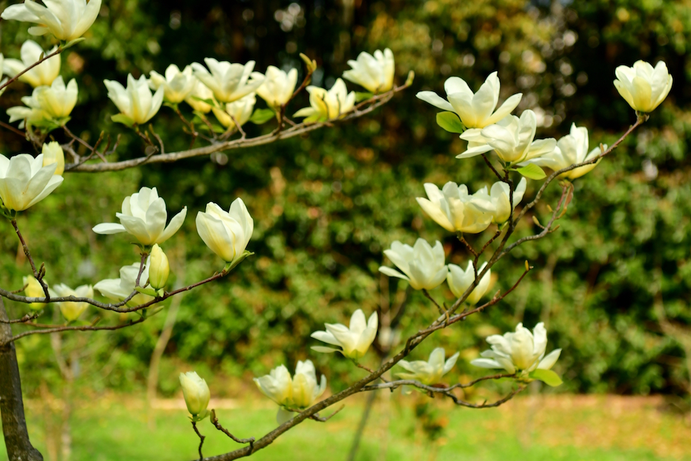 yellow flowers on tree