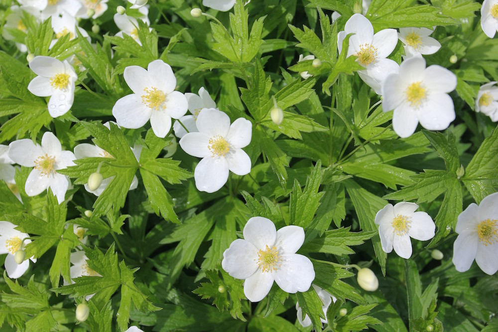 white and green flowers