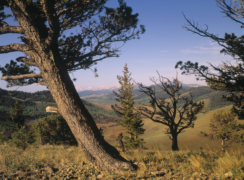 green limber pine trees in mountains