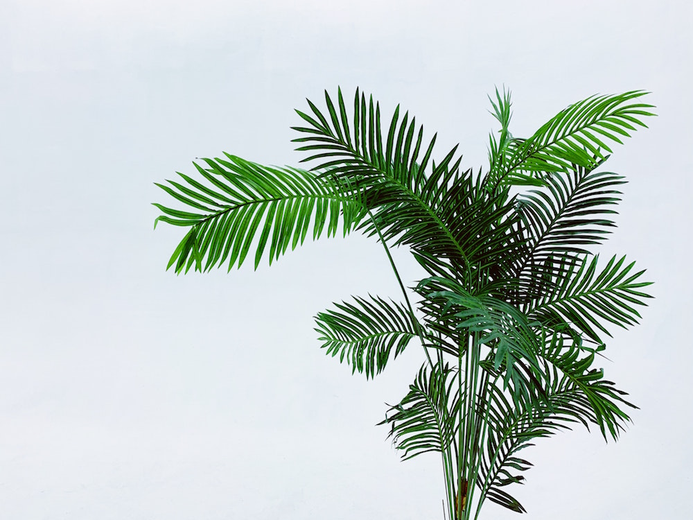 green palm tree with blue sky