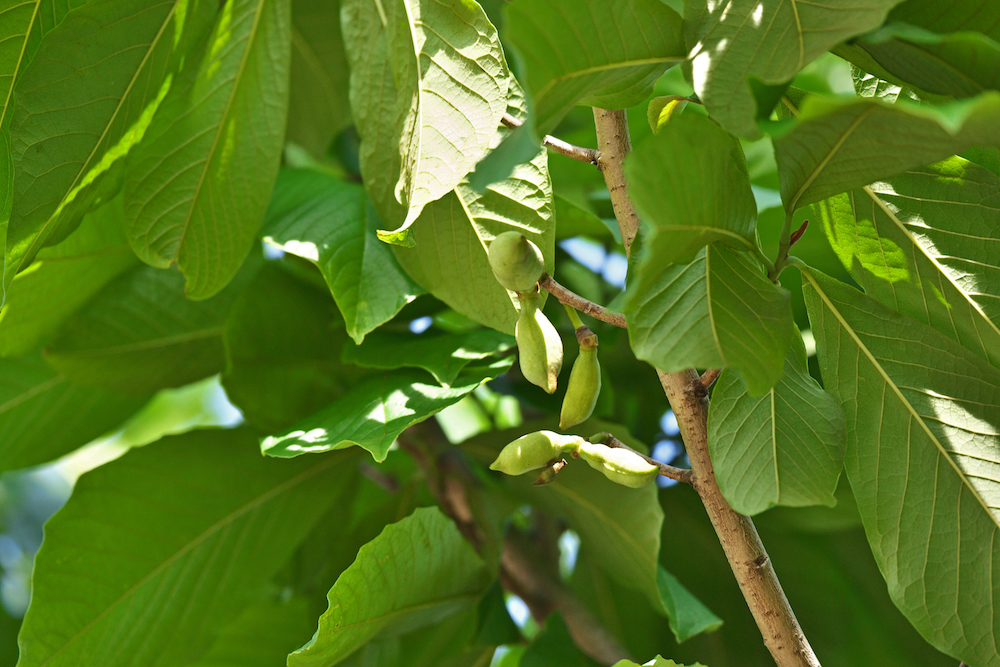 green pawpaw tree