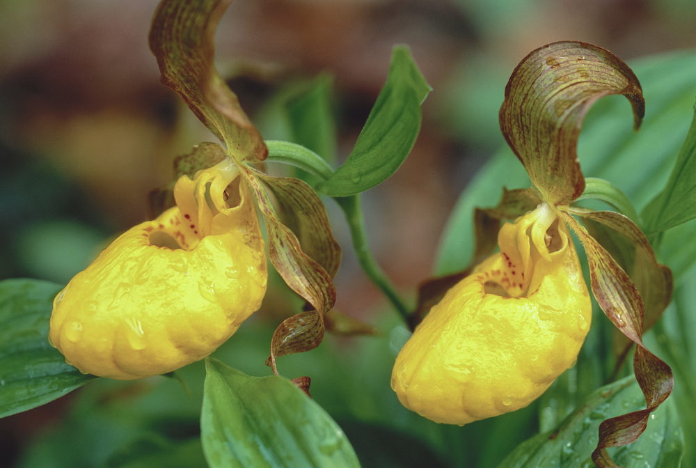 yellow flowers with green leaves