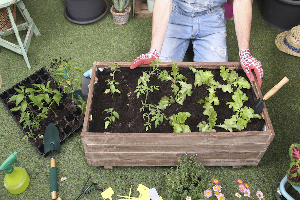 container with tomato plants, pepper plants and lettuce in an urban garden