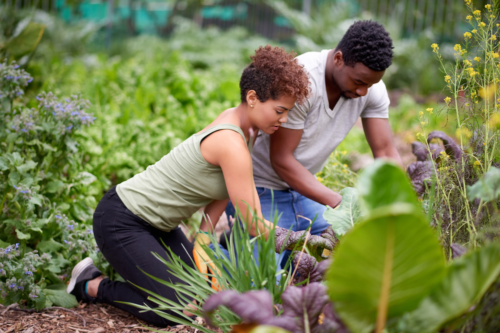 couple working in garden