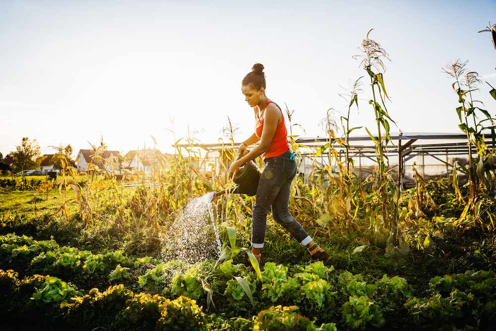 woman watering vegetables with watering can