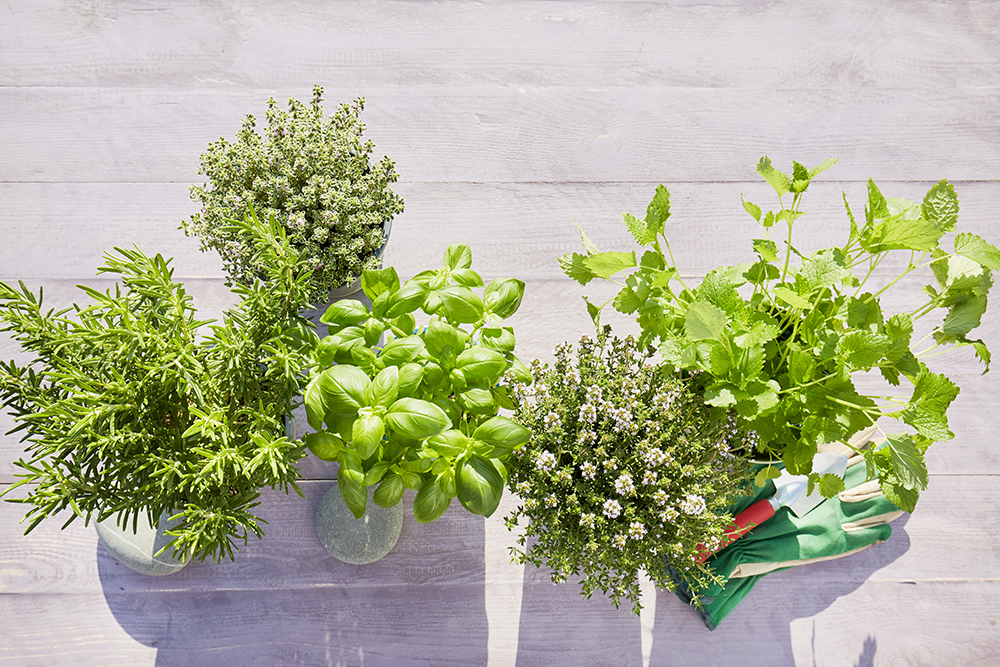 An assortment of herbs – rosemary, basil, thyme, and parsley – shot from above.