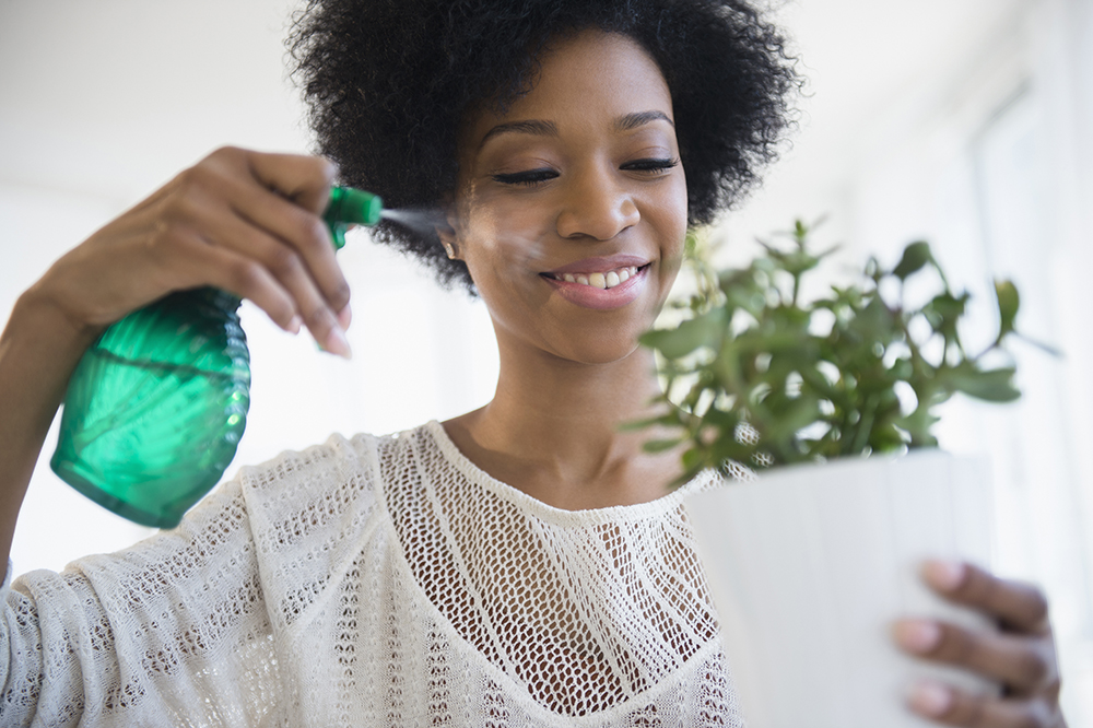 A person misting a potted herb with a spray bottle of water