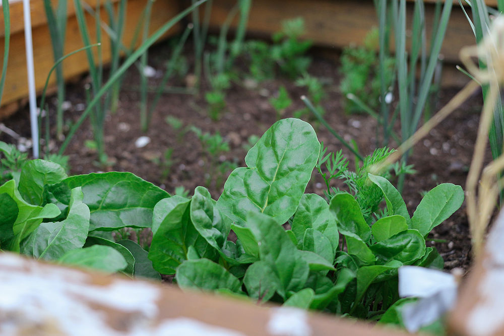 Herbs growing in a small outdoor garden box