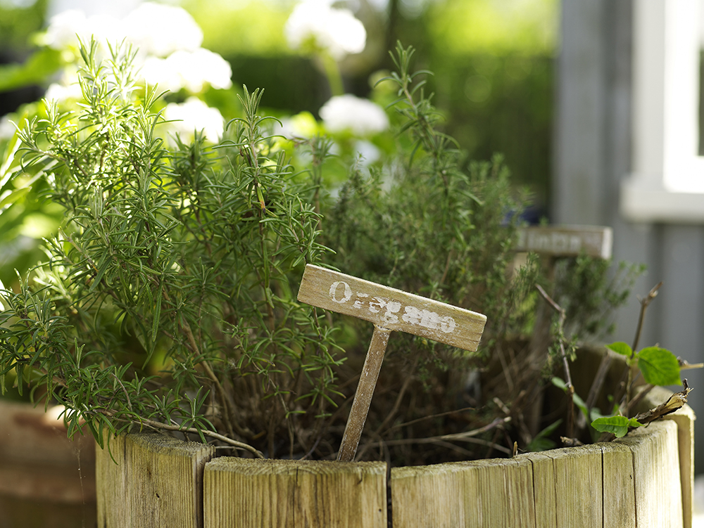 Closeup of oregano plant in rustic pot. A small sign in the pot reads “oregano”