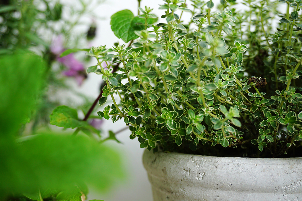 Closeup of thyme in a ceramic pot