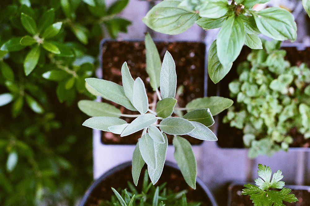 Basil and sage plants in nursery pots viewed from overhead