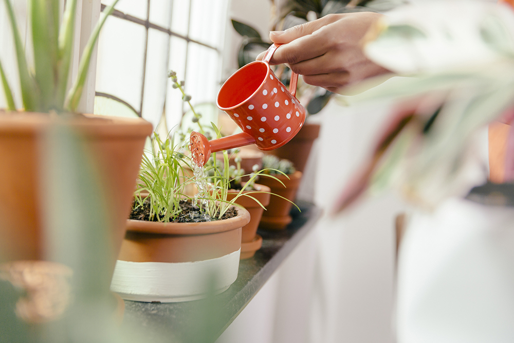 A person watering a small pot of herbs with a red polkadot watering can