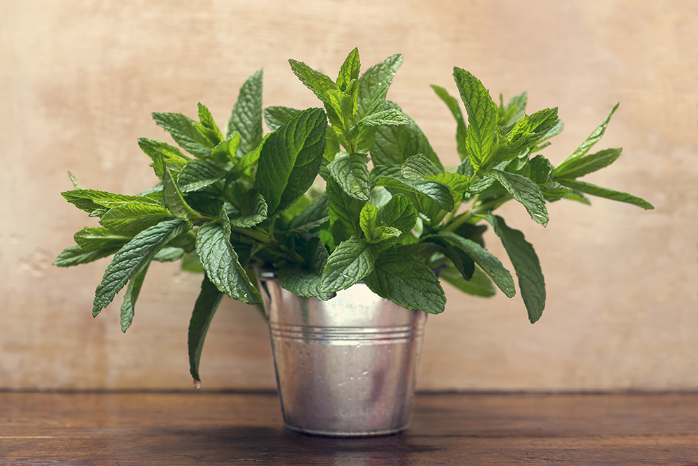 Wild mint plant in a silver pot