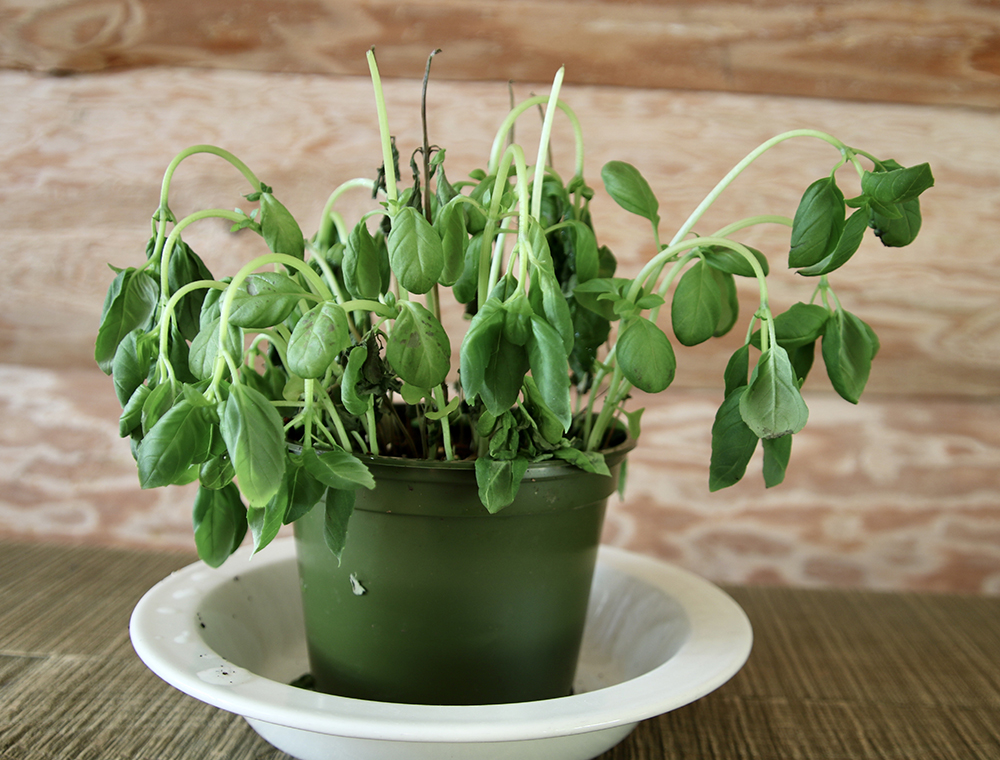 Wilting basil plant in a green pot with a white saucer