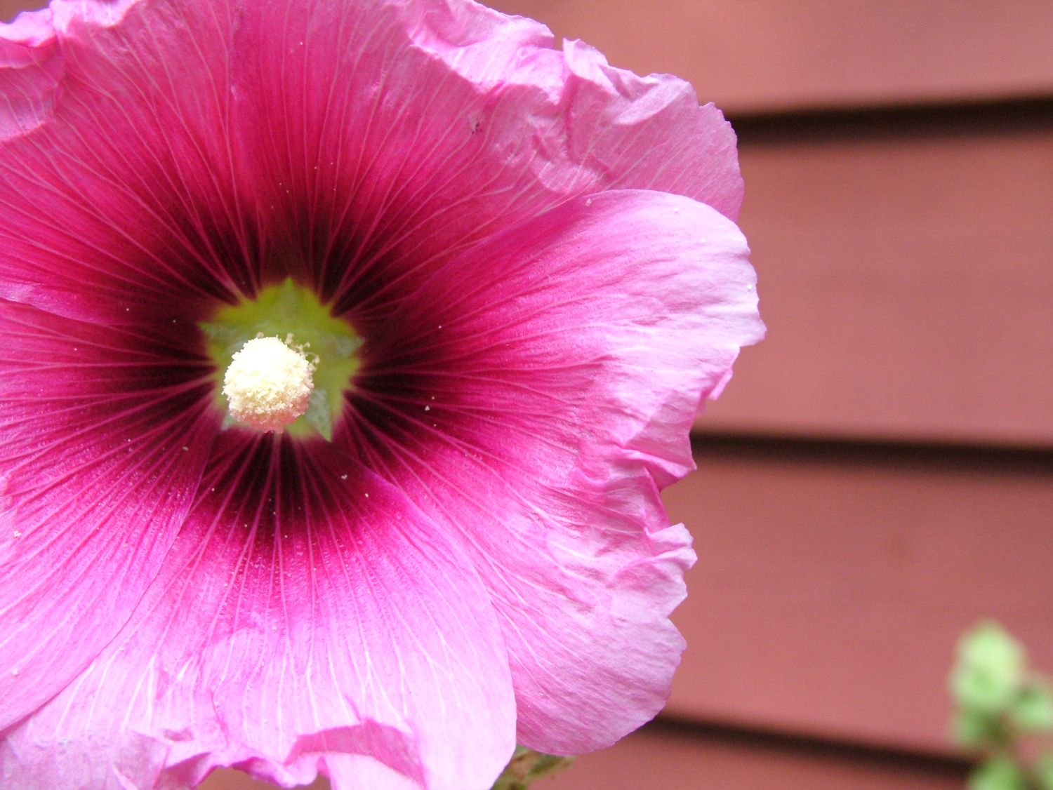 Hollyhocks