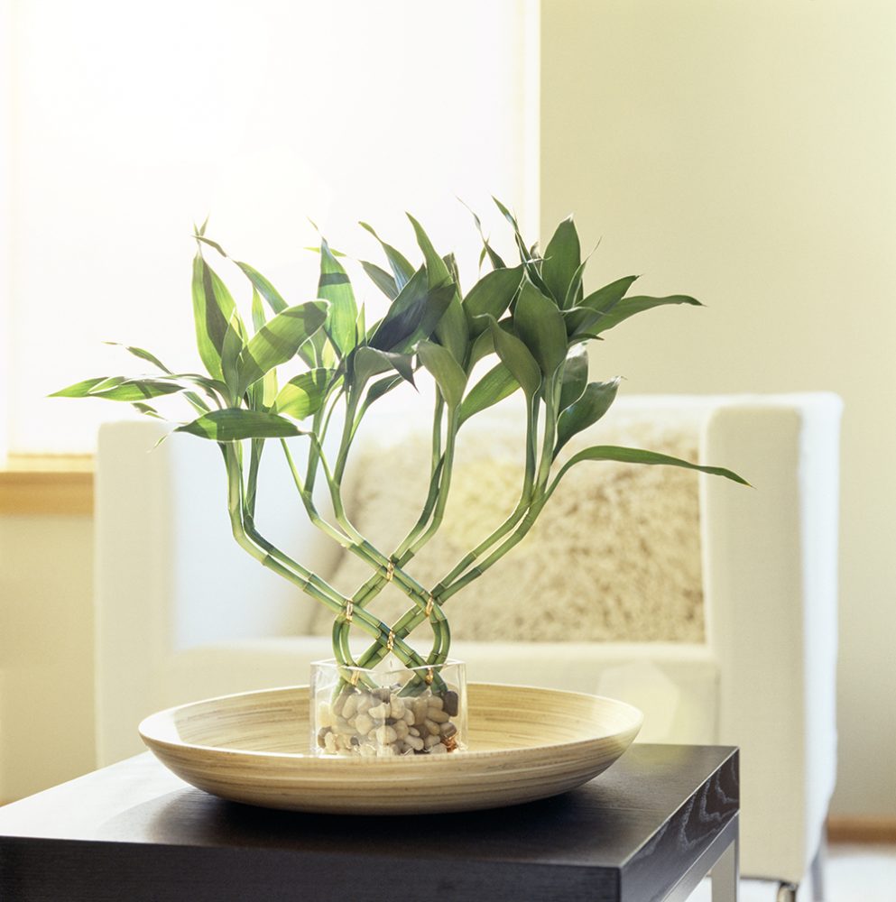 Braided lucky bamboo plant sitting on a table in front of a white chair