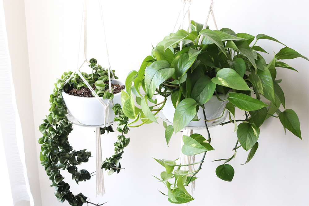 Two hanging baskets with one plant each: one golden pothos and one rope hoya.