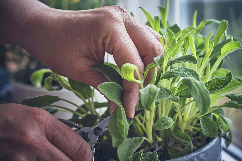 Closeup of hands picking leaves from a potted sage plant.