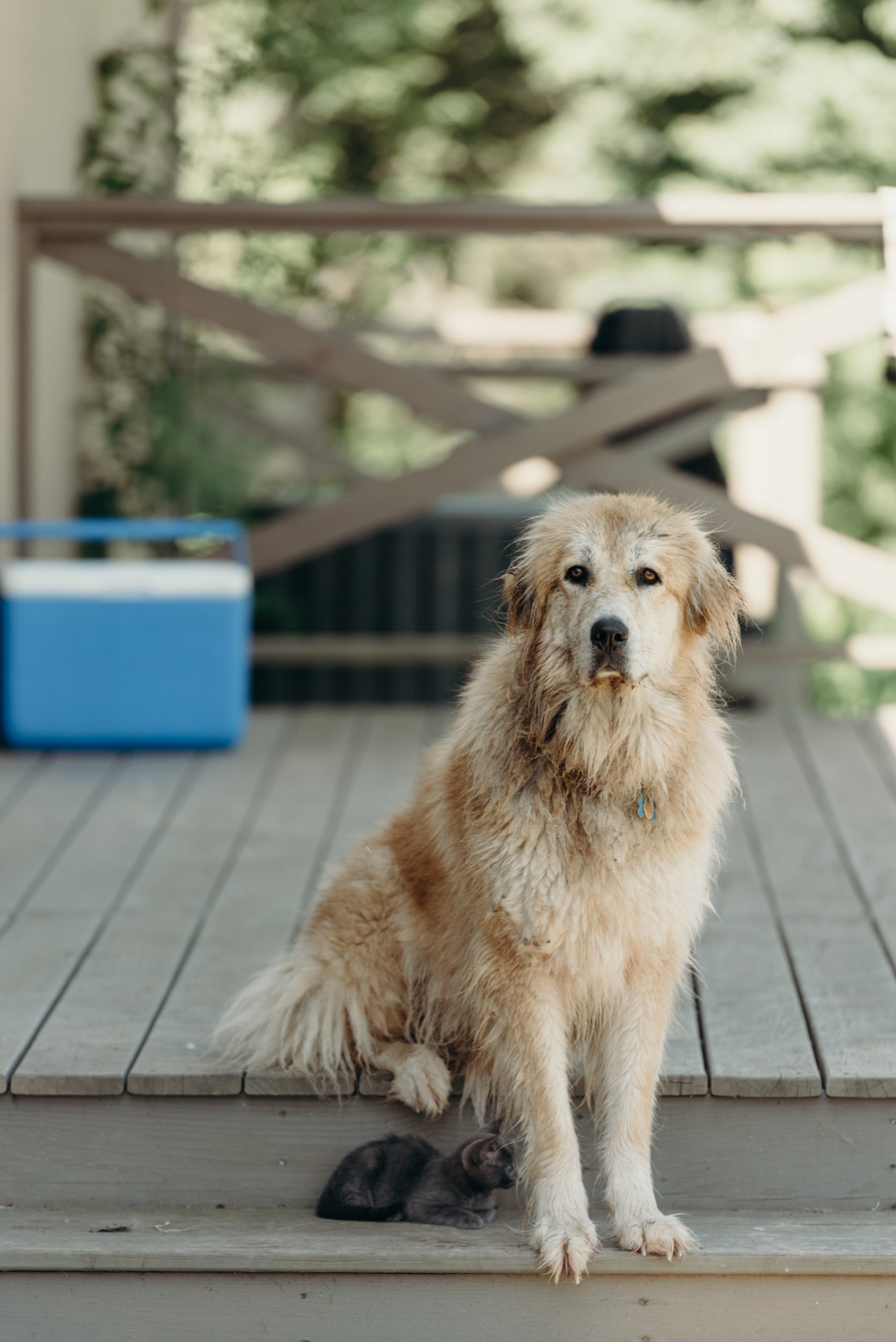 Wet dog outside on patio