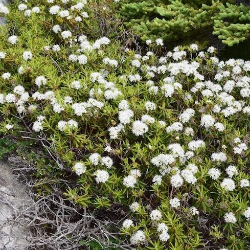 Native Canadian Plants: closeup of a bunch of tiny white clustered flowers on a low growing Rhododendron groenlandicum shrub