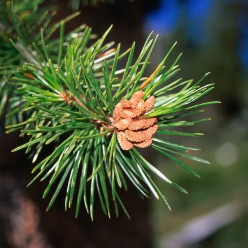 Native Canadian Plants: close up of green lodgepole pine branch