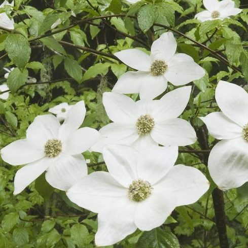 Native Canadian Plants - white Pacific dogwood flowers on green tree