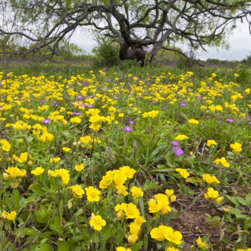 Native Canadian Plants: field with yellow-flower evening primrose and tree in background