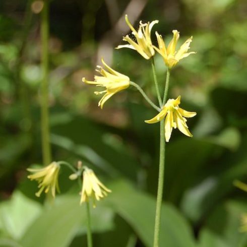 Native Canadian Plants - Blue-bead lily growing in the sun