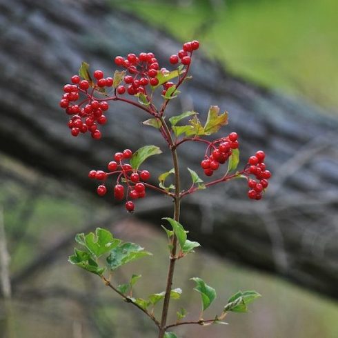 Native Canadian Plants - Viburnum trilobum cranberry bush in forest