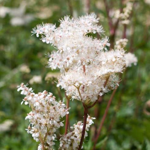 Native Canadian Plants - towering white flowers in sunlight and grass meadow Spiraea alba meadowsweet