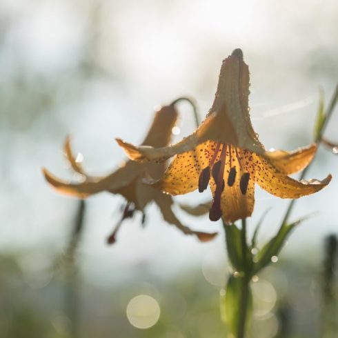 Native Canadian Plants - Close-up Canada Lily (Lilium canadense) plant on a foggy morning