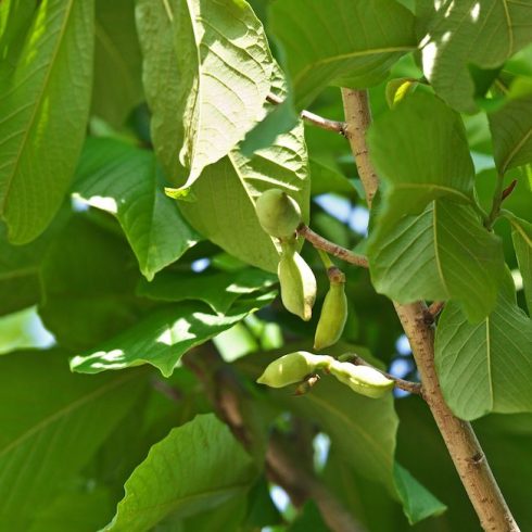 Native Canadian Plants: green pawpaw tree