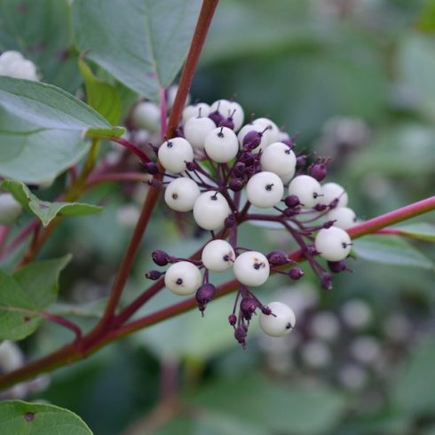 Native Canadian Plants - Red osier dogwood (Cornus sericea (stolonifera)) berries, leaves and twigs