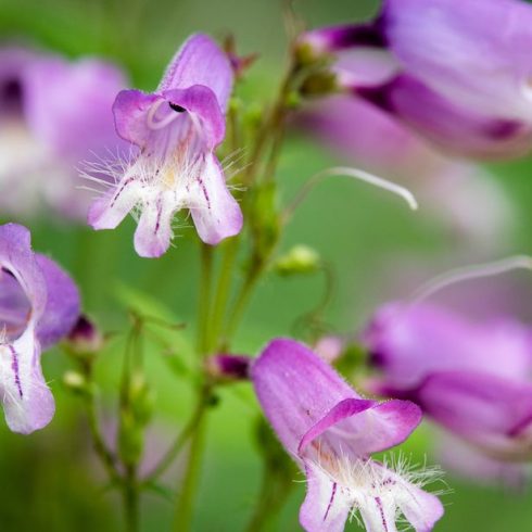 Native Canadian Plants - purple hairy beard-tongue flowers