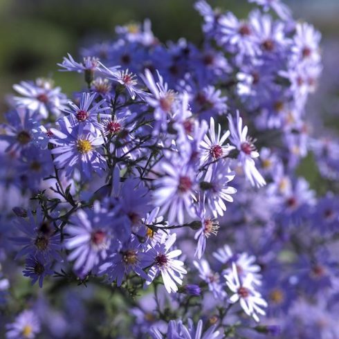 Native Canadian Plants - heart-leaved aster plant