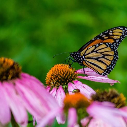 Native Canadian Plants: Monarch on purple coneflowers