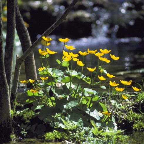 Native Canadian Plants: yellow-flower marsh marigold in forest