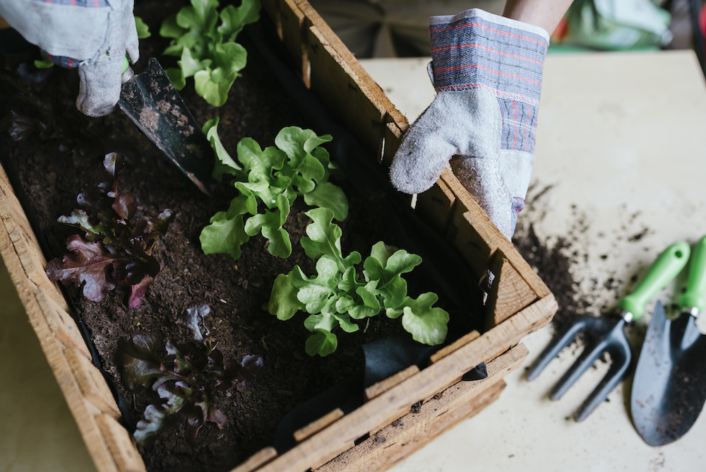 person planting lettuce in a wooden box