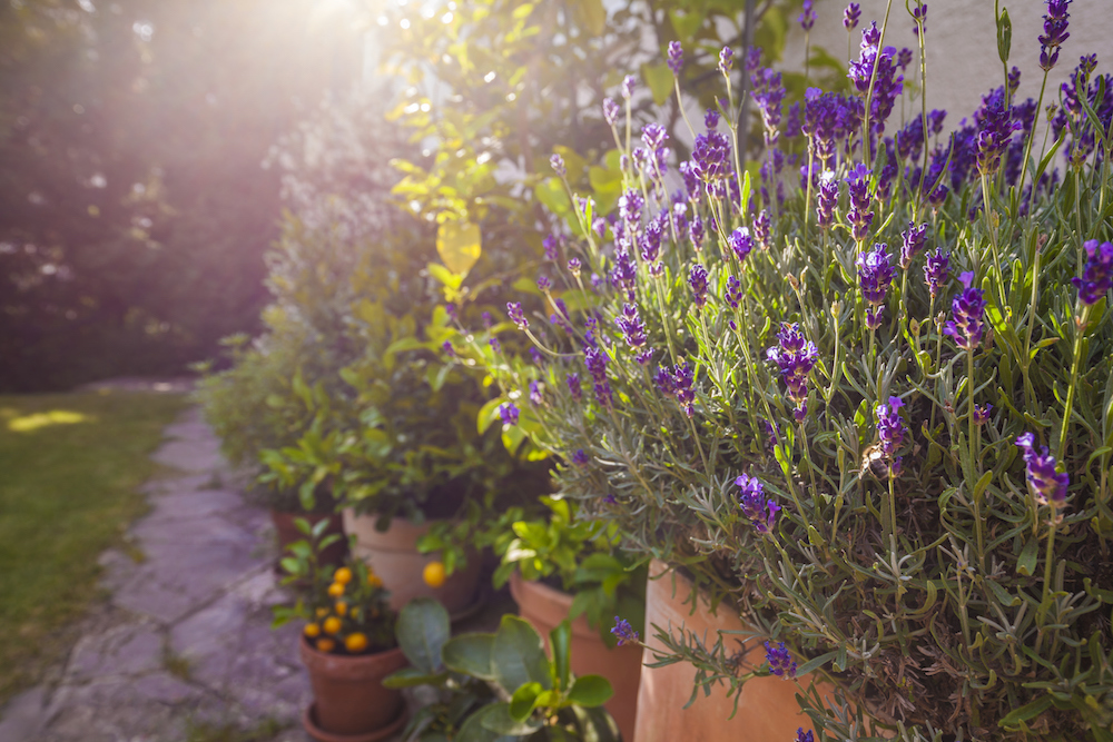 potted plants including lavender in front of house