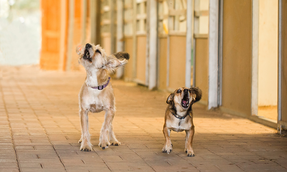 Hilarious dogs barking