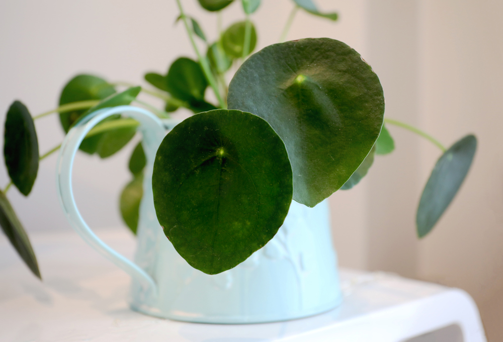 Pilea Peperomioides - Chinese Money Plant