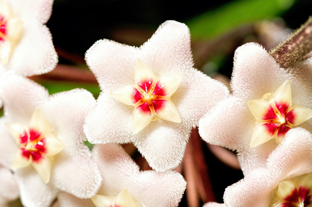 white flowers of wax plant