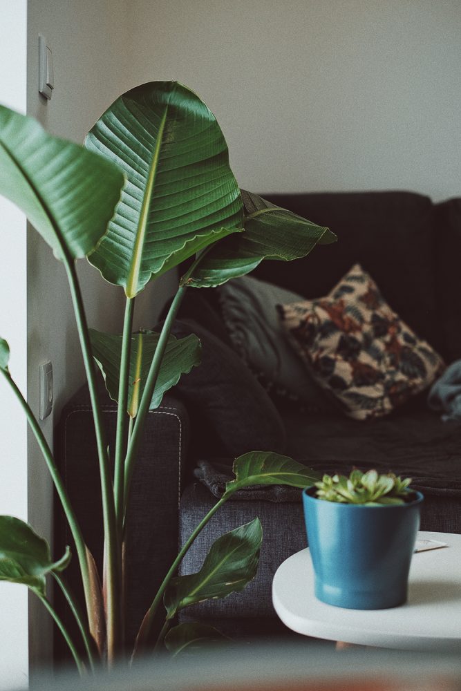 Closeup of the large leaves of a bird of paradise. In the background is a couch with a pillow.