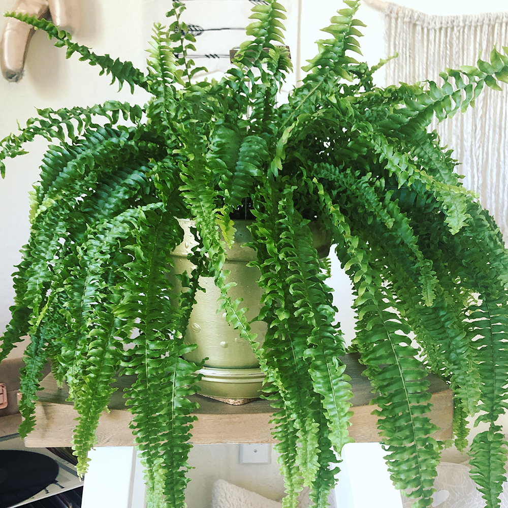 Big, leafy Boston fern on a light wooden shelf in a light coloured pot.